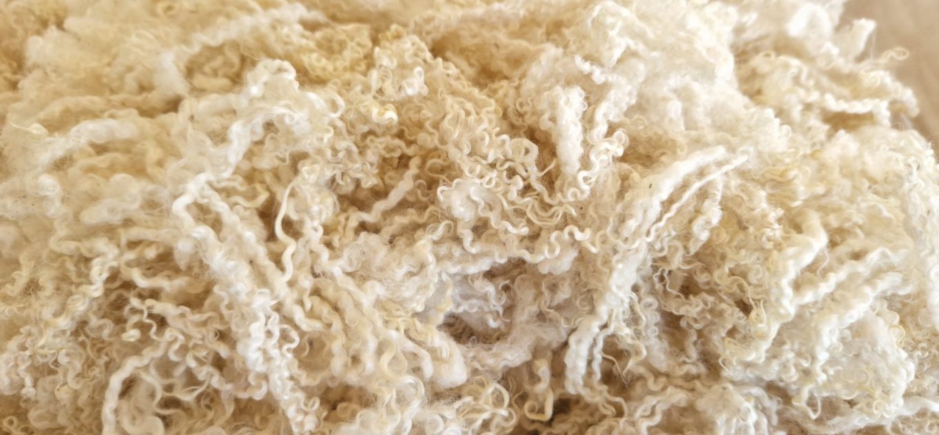 A pile of clean, cream, very curly Bluefaced Leicester fleece